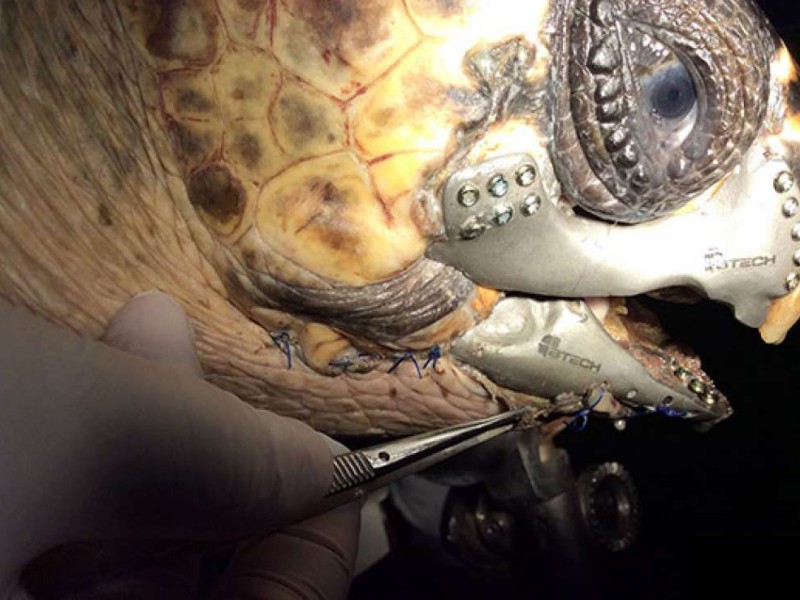3d turtle